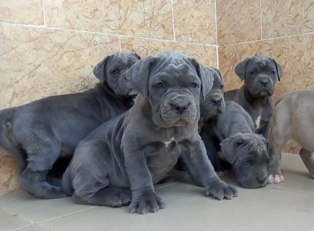 pure-breed-neapolitan-mastiff-dogpuppy-available-for-sale-going-for-n55000-contact08145445191-big-0