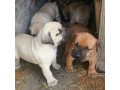 boerboel-puppy-small-0