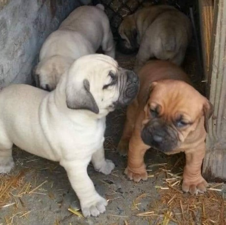 boerboel-puppy-big-0